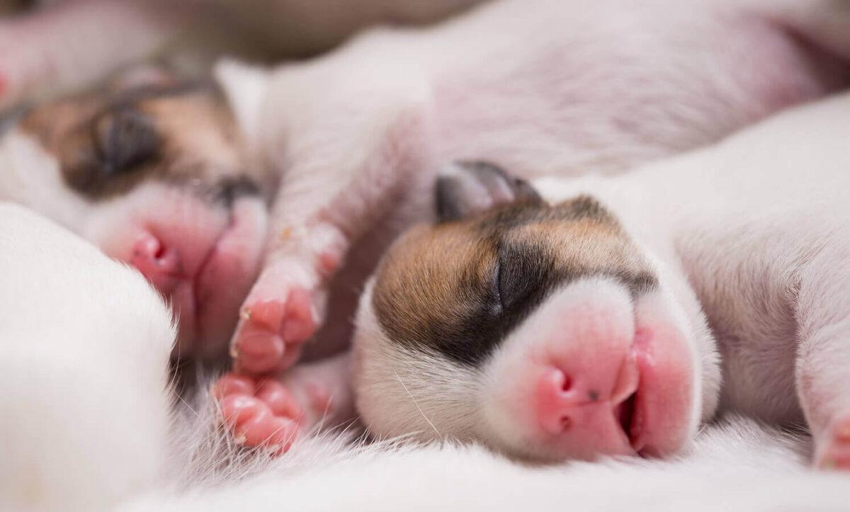 Two newborn puppies are shown sleeping.